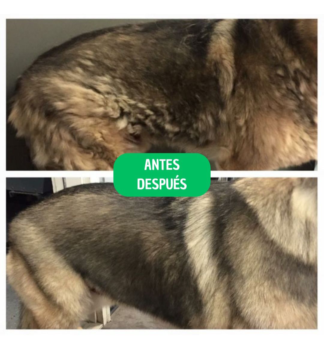 CEPILLO VAPORIZADOR PARA MASCOTAS